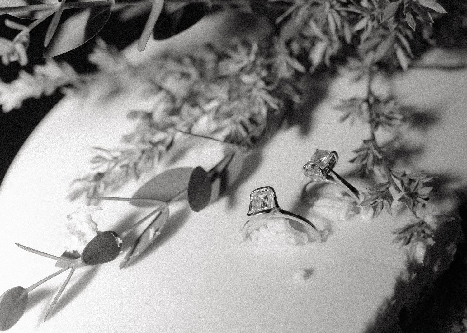 DOVE & VEIL PHOTO CO.