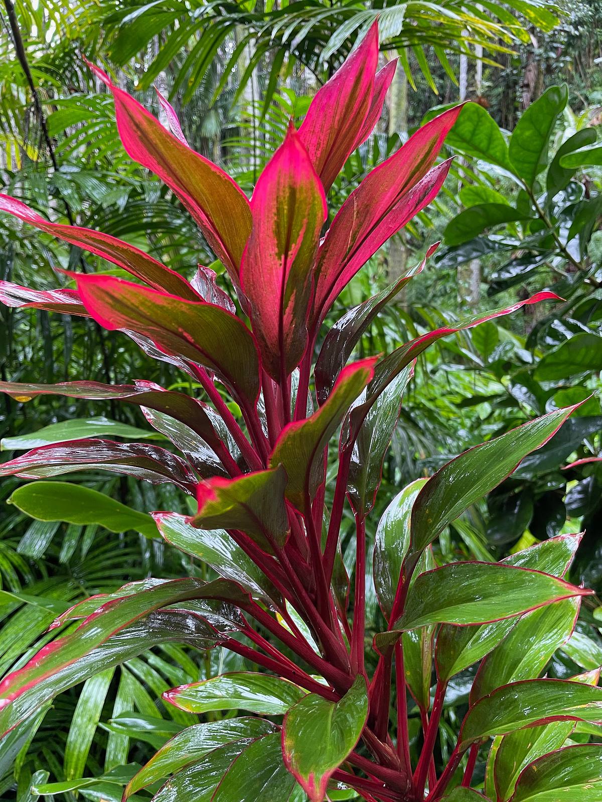 Ti Plant in Tropical Rain