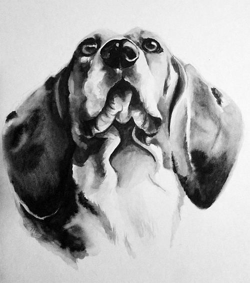 Black and white ink portrait of a Basset seen from below