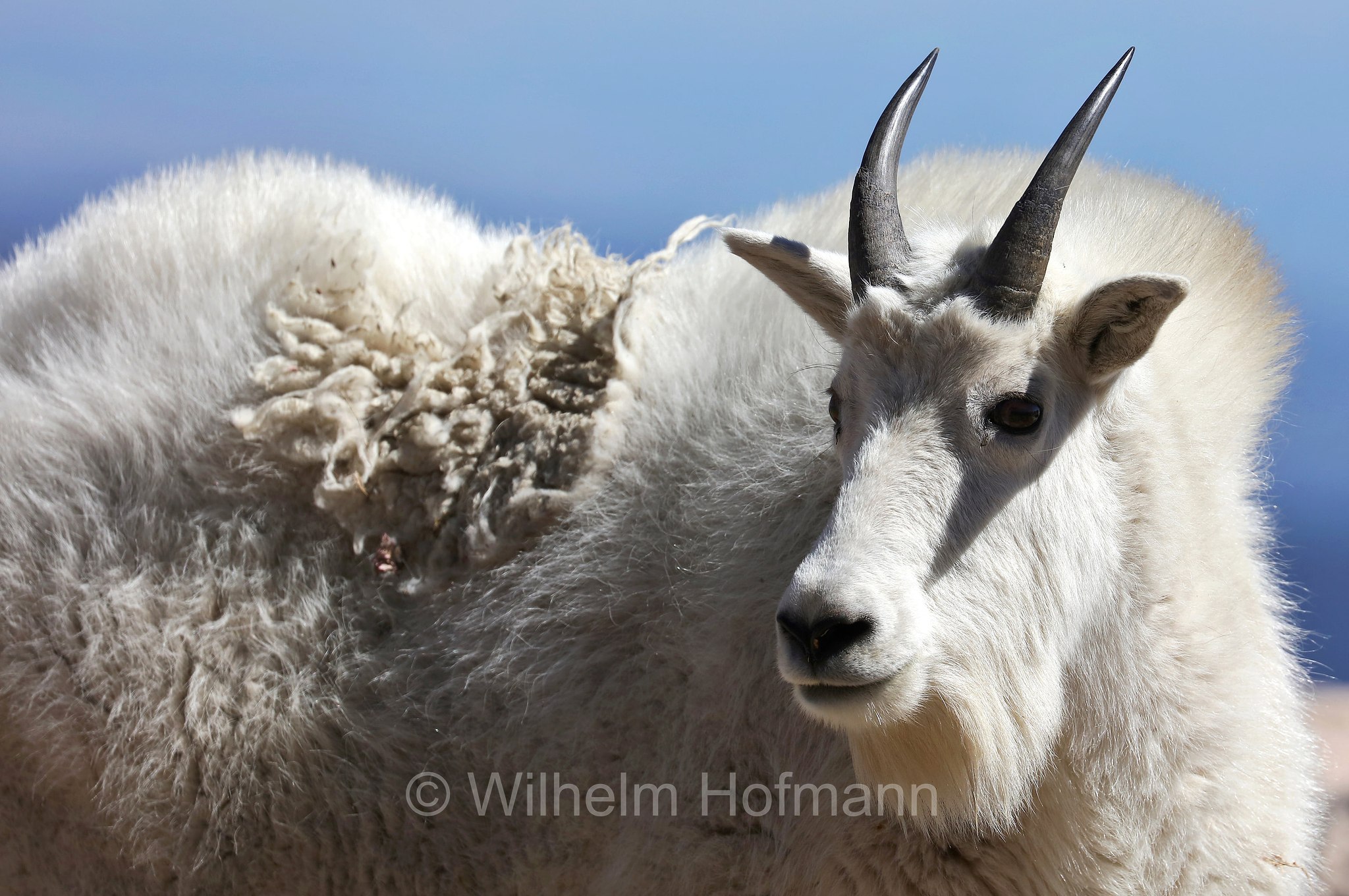 Oreamnos americanus, mountain goat, Rocky Mountain goat, Schneeziege, Bergziege, capra delle nevi, aplocero, Mount Blue Sky, Colorado, USA