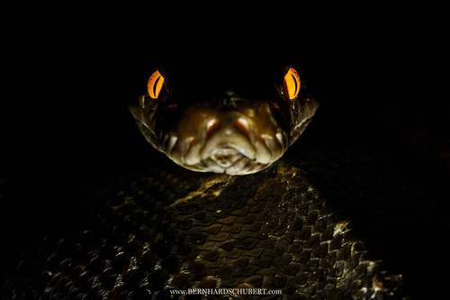 Eyes of the night
