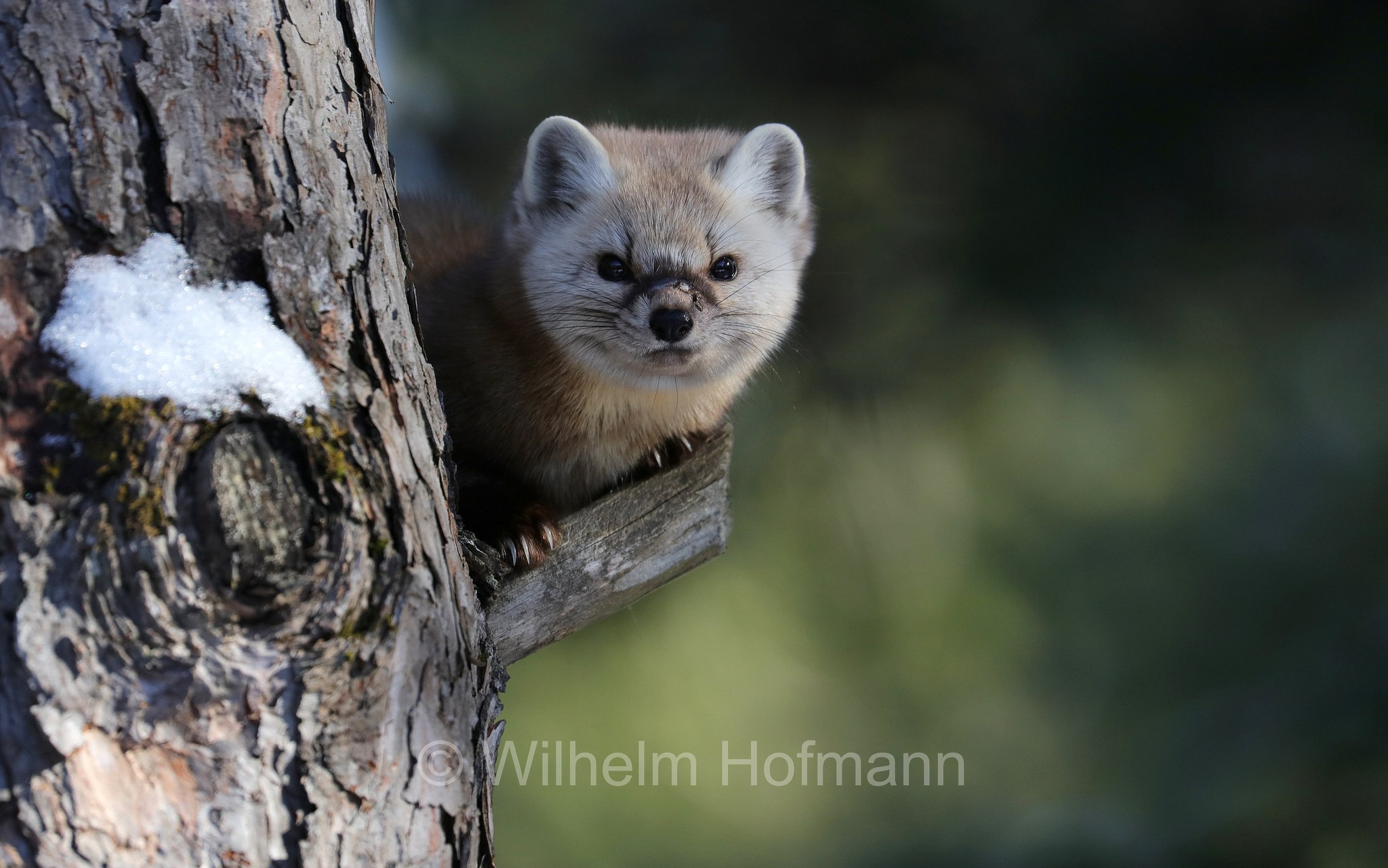 Martes americana, American marten, American pine marten, pine marten, Fichtenmarder, martora americana, Mew Lake Campground, Algonquin Provincial Park, Parco provinciale di Algonquin, Ontario, Canada, Kanada