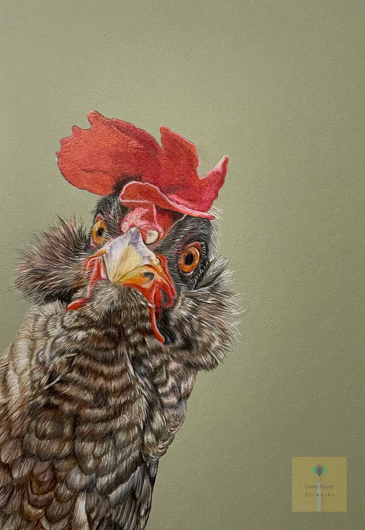 Chicken With Attitude, coloured pencil drawing of an angry looking chicken with attitude with green background