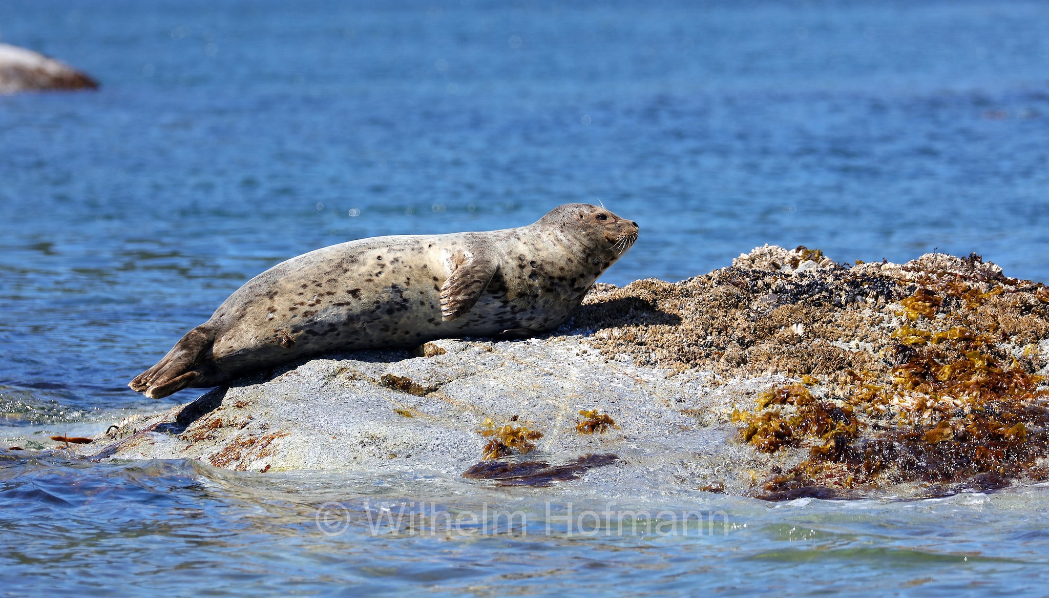 Phoca vitulina, harbor seal, harbour seal, common seal, Seehund, foca comune, Discovery Passage, Discovery-Passage, British Columbia, Columbia Britannica, Canada, Kanada