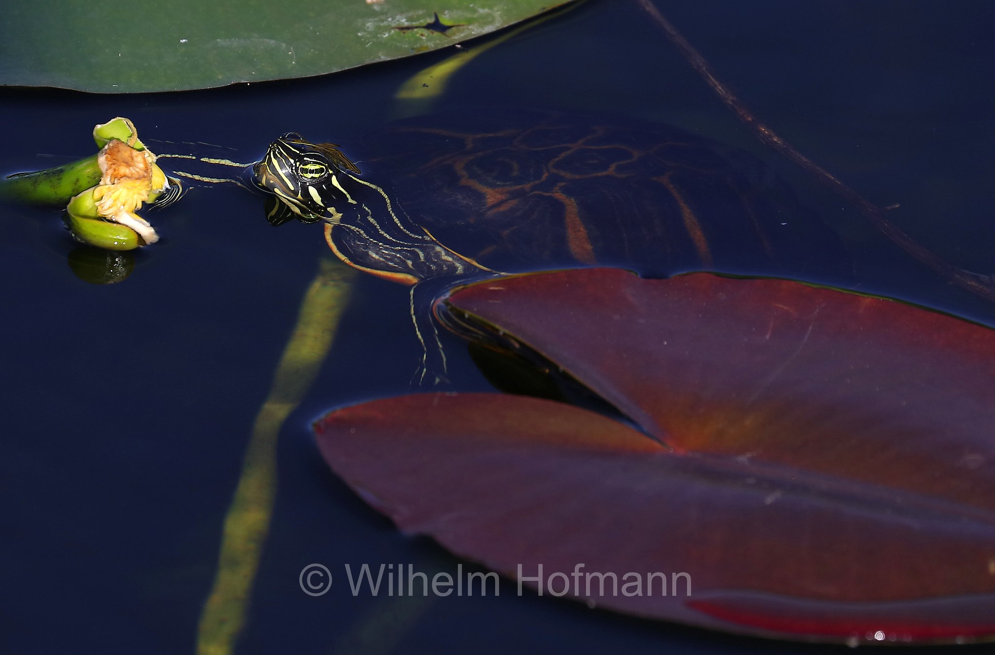 Pseudemys nelsoni, Florida red-bellied cooter, Florida redbelly turtle, Florida-Rotbauch-Schmuckschildkröte, tartaruga dal ventre rosso della Florida, Anhinga Trail, Everglades National Park, Everglades-Nationalpark, Parco nazionale delle Everglades, Florida, USA