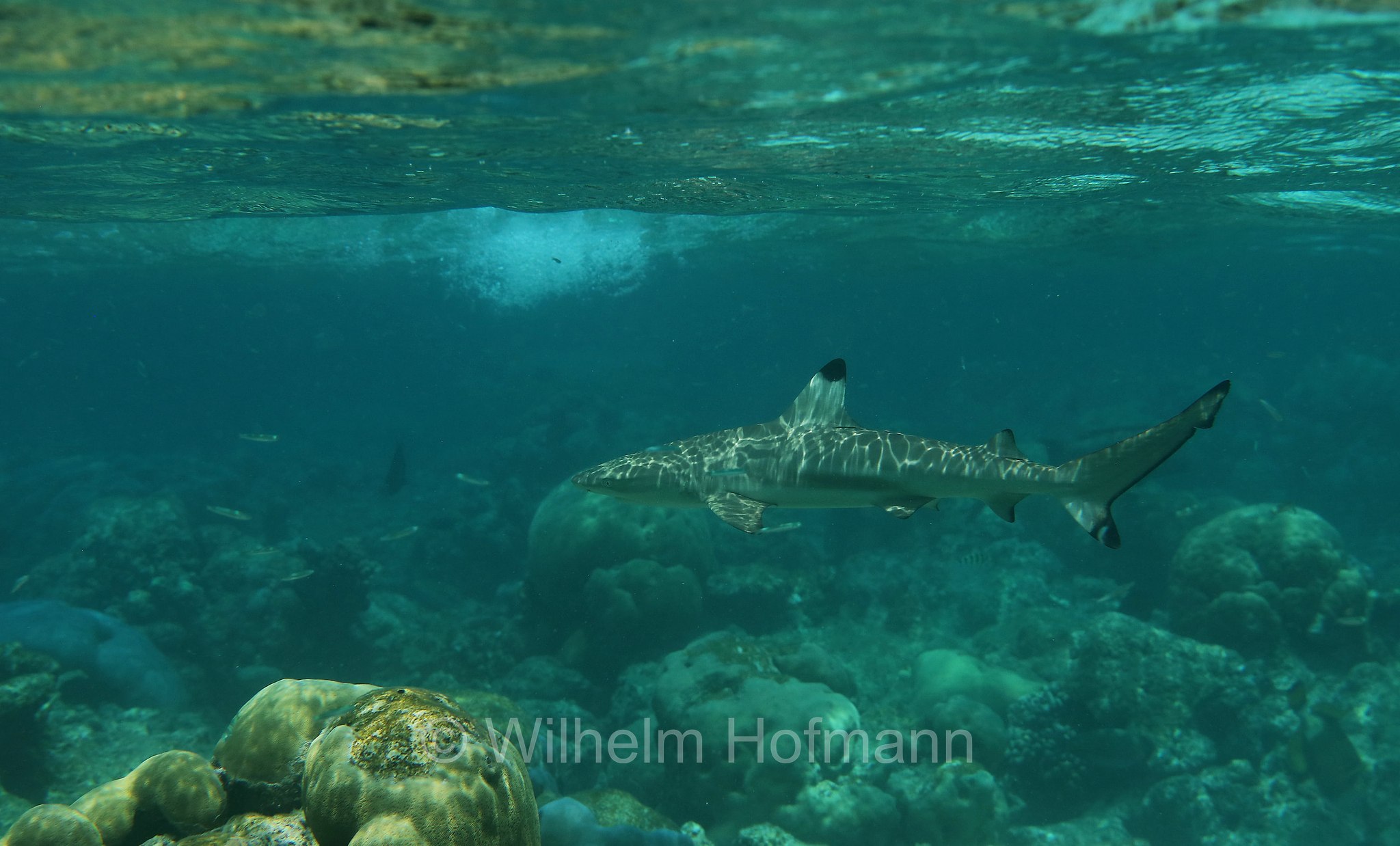 blacktip reef shark, Schwarzspitzen-Riffhai, squalo pinna nera del reef, Carcharhinus melanopterus, Malediven, Maldives, Maledive, fihalhohi island resort