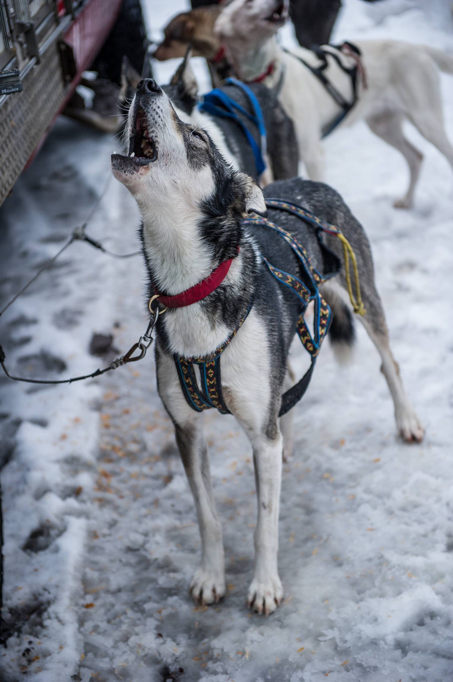 Mosier Misfits Mushing | Bill Purcell Photography