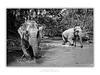 COLLECTION - GIANTS OF THE LAND HORIZONTAL - "River Play" - LIMITED EDITION 10 of 10