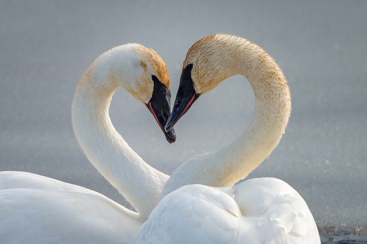 I-Heart-U