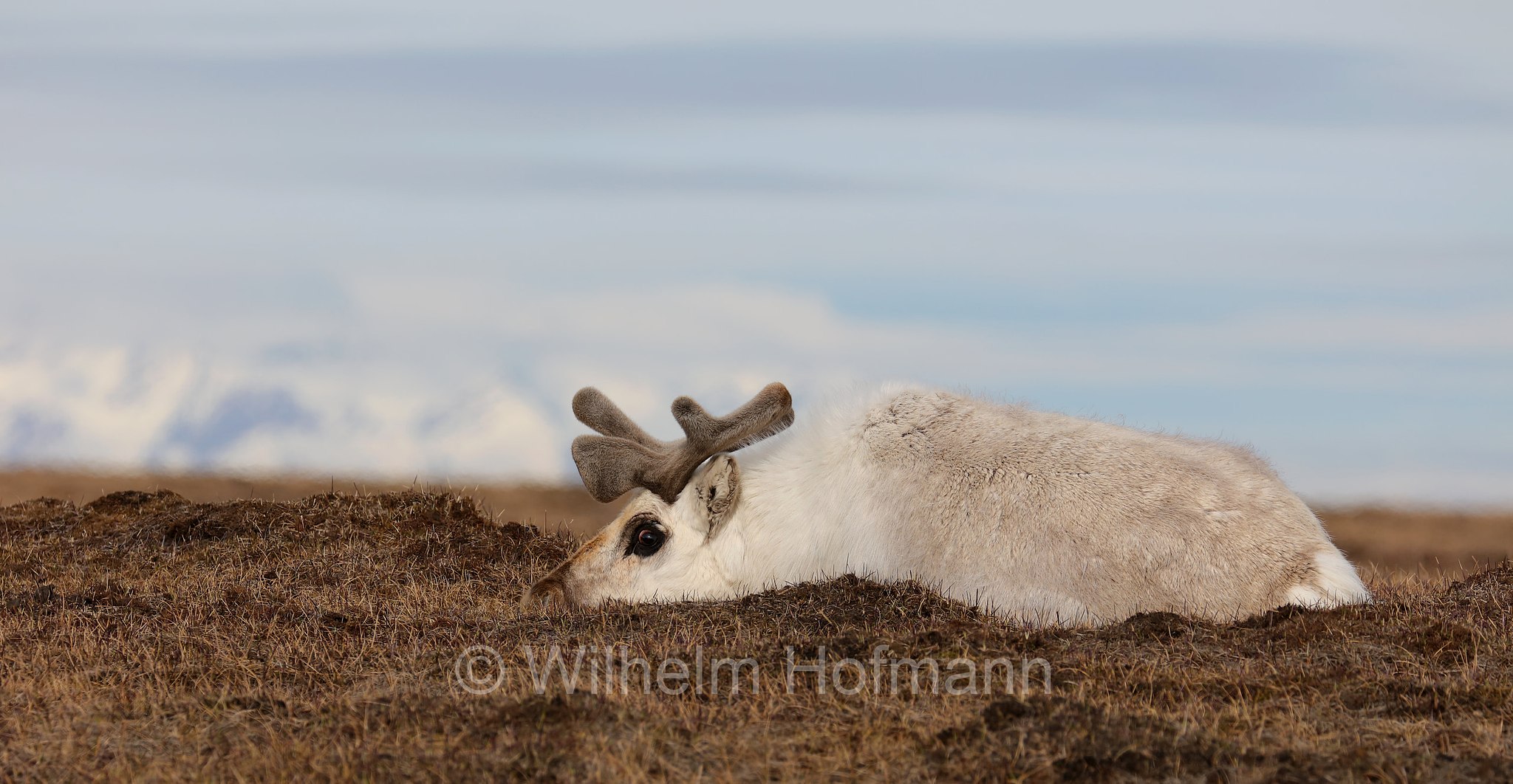 Rangifer tarandus platyrhynchus, Svalbard reindeer, Spitzbergen-Ren, renna delle Svalbard, Adventdalen, Spitsbergen, Svalbard, Spitzbergen, Norway, Norwegen, Norvegia