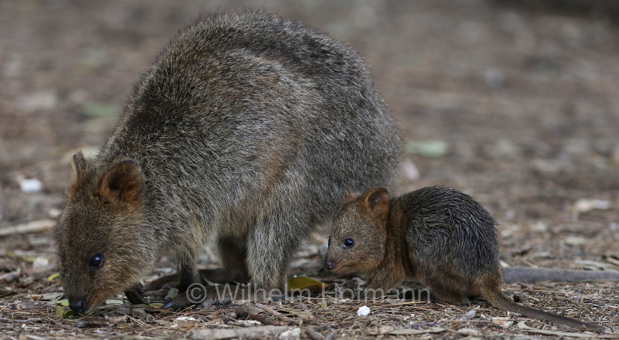 Setonix brachyurus, quokka, Quokka, Kurzschwanzkänguru, Rottnest Island, Rotto, Wadjemup, Isola Rottnest, Western Australia, Westaustralien, Australia Occidentale, Australia, Australien