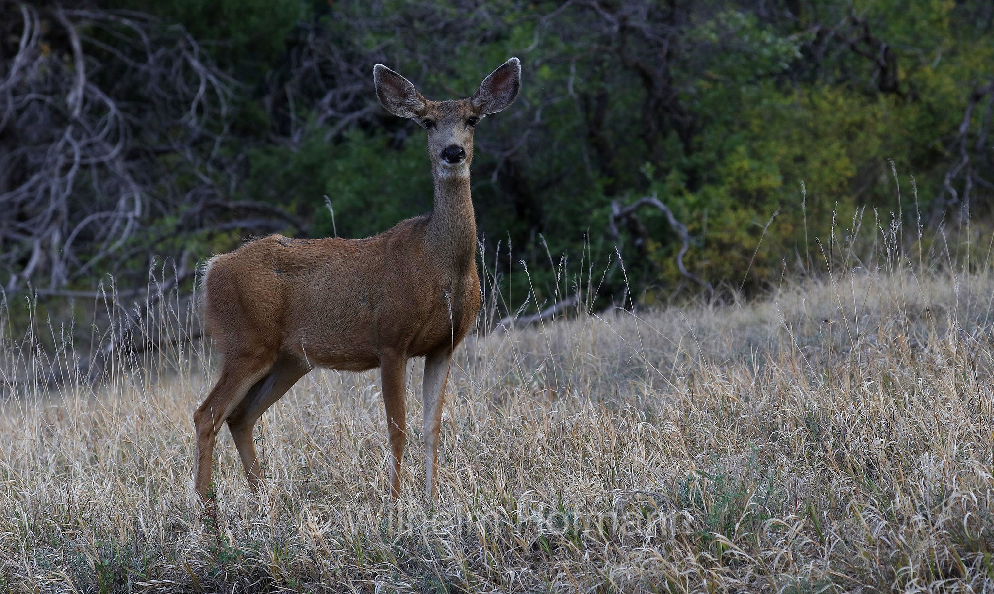 Odocoileus hemionus hemionus, Rocky Mountain Mule Deer, Rocky-Mountain-Maultierhirsch, cervo mulo delle Rocciose, Morefield Campground, Mesa Verde National Park, Mesa-Verde-Nationalpark, parco nazionale di Mesa Verde, Colorado, USA