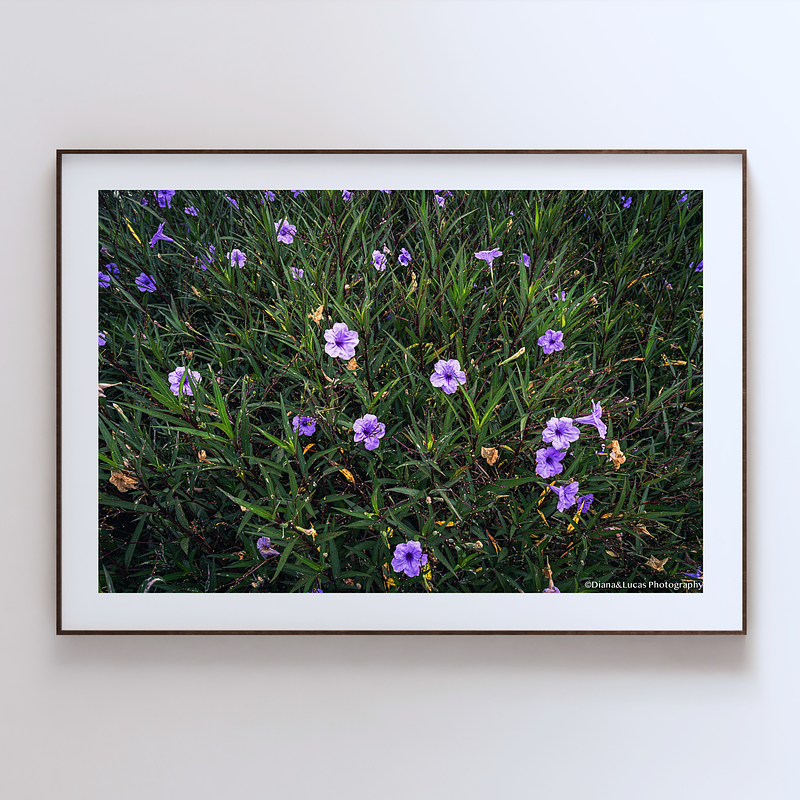 THE ONE - WILDLIFE & NATURE - "Grassland Bloom" - LIMITED EDITION 5 of 5