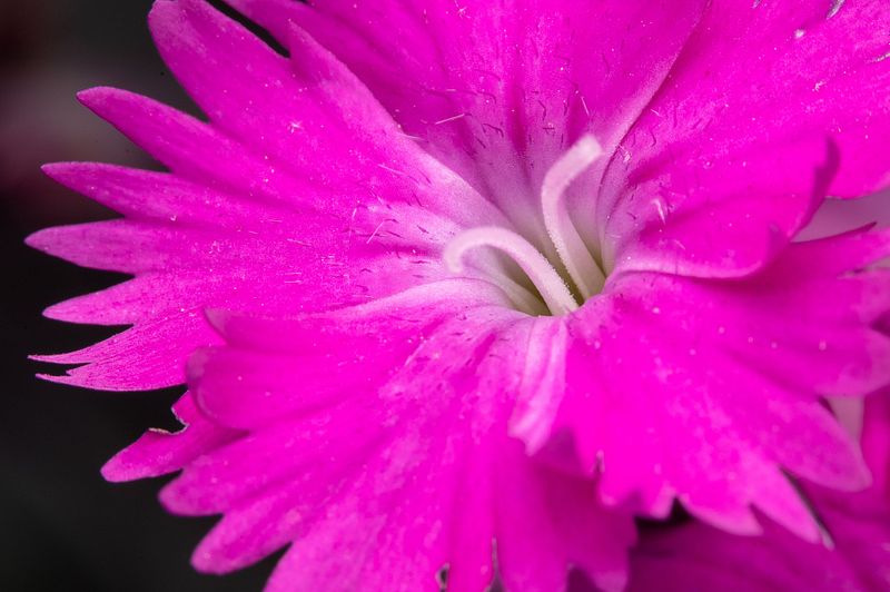 Pretty Flowers