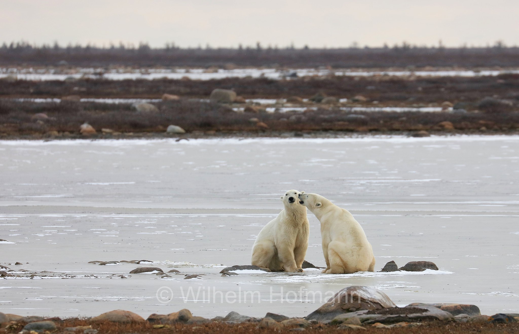 Ursus maritimus, polar bear, Eisbär, Polarbär, orso polare, orso bianco, Polar Bear Reserve, Churchill, Manitoba, Canada, Kanada