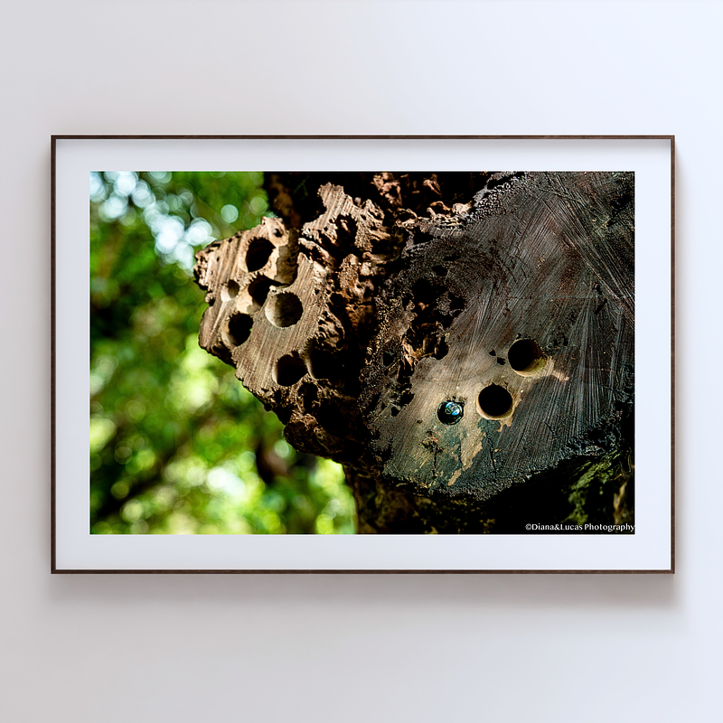 THE ONE - WILDLIFE & NATURE - "Still Home'' - LIMITED EDITION 4 of 5
