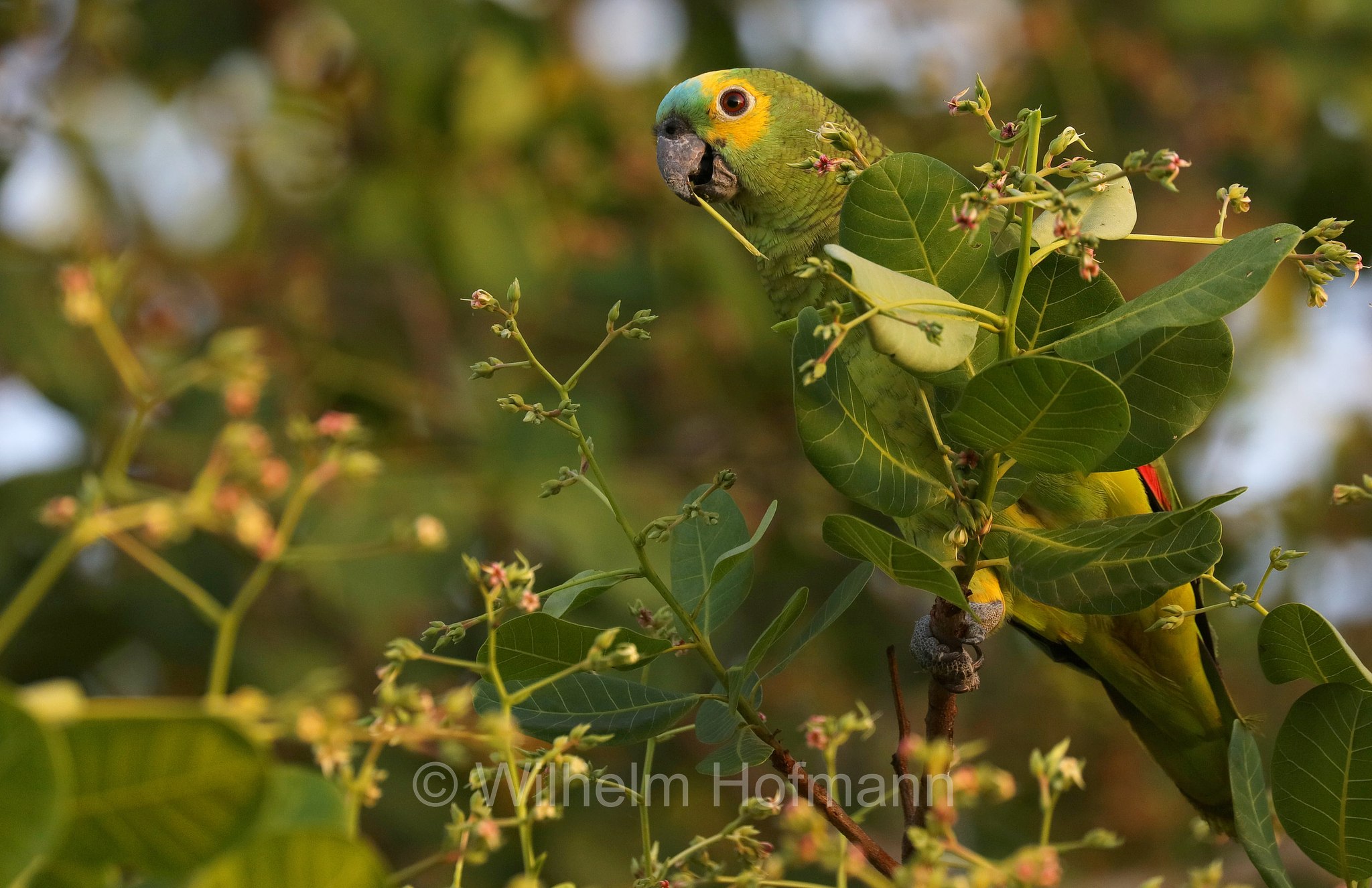 turquoise-fronted amazon, turquoise-fronted parrot, Blaustirnamazone, amazzone fronteblu, Amazona aestiva, Pantanal, Mato Grosso, Brazil, Brasil, Brasile, Brasilien