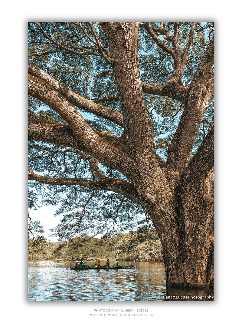 COLLECTION - GIANTS OF THE LAND VERTICAL - "Everything in Proportion" - LIMITED EDITION 10 of 10