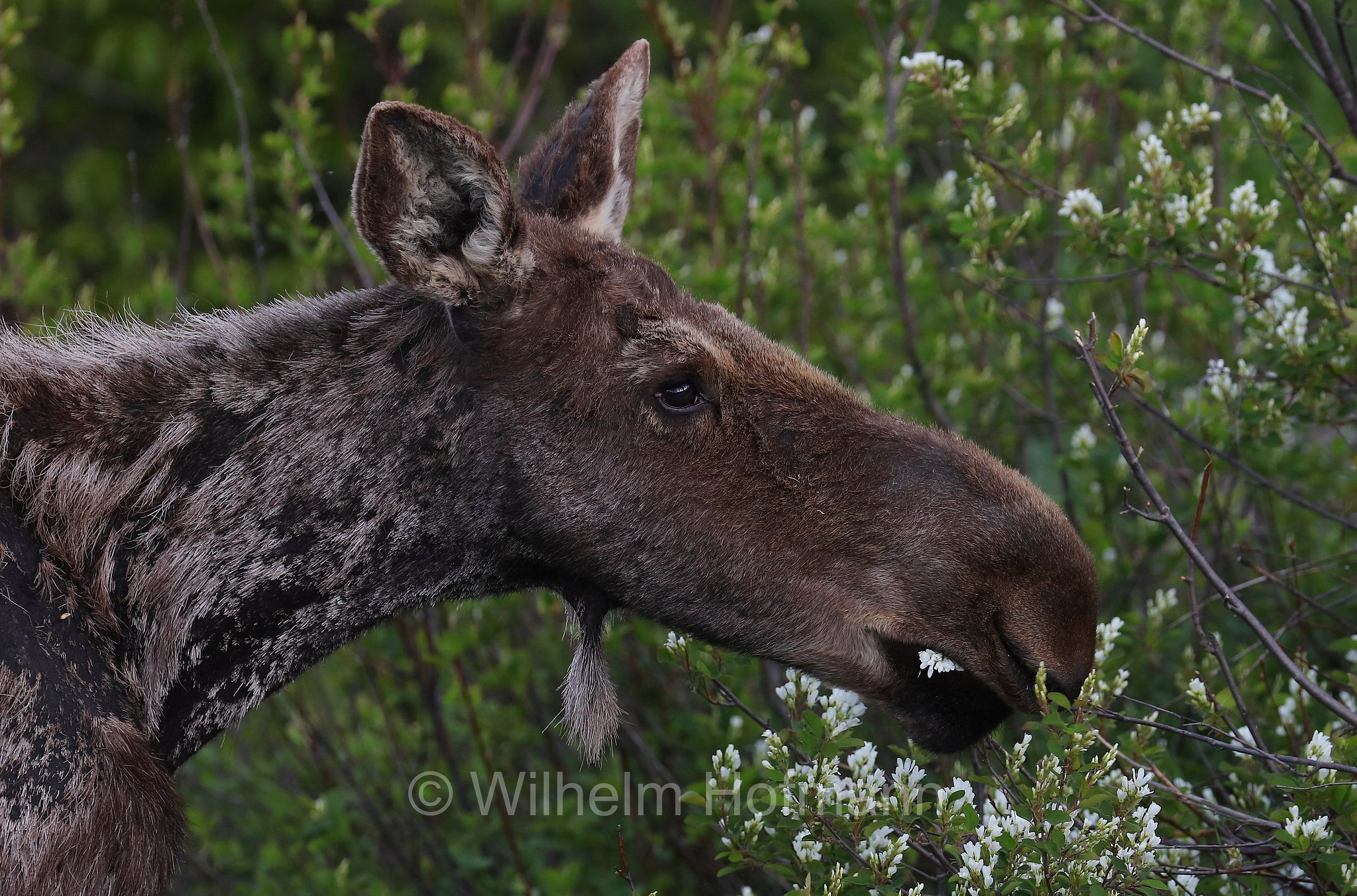 Shiras moose, Wyoming moose, Yellowstone moose, Yellowstone-Elch, Shiraz-Elch, Wyoming-Elch, alce di Shiras, Alces alces shirasi, Taggart Creek, Grand Teton National Park, Grand-Teton-Nationalpark, parco nazionale del Grand Teton, Wyoming, USA