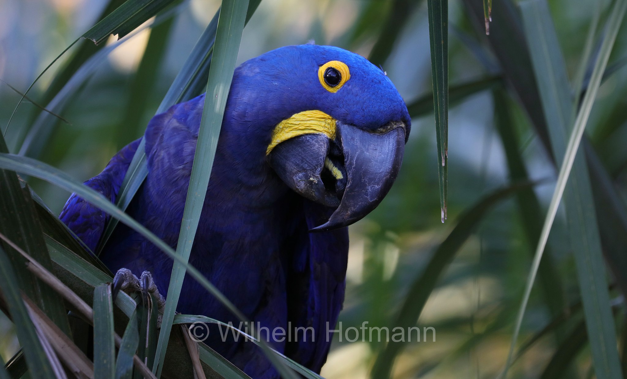 hyacinth macaw, hyacinthine macaw, Hyazinthara, ara giacinto, Anodorhynchus hyacinthinus, Pantanal, Mato Grosso, Brazil, Brasil, Brasile, Brasilien