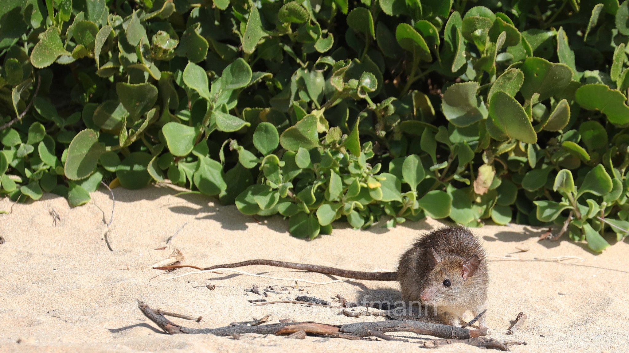 brown rat, common rat, street rat, sewer rat, wharf rat, Hanover rat, Norway rat, Norwegian rat, Wanderratte, ratto delle chiaviche, ratto norvegese, ratto grigio, ratto bruno, surmolotto, tarpone, pantegana, pentigana, zoccola, Rattus norvegicus, Cape Peron, Western Australia, Westaustralien, Australia Occidentale, Australia, Australien