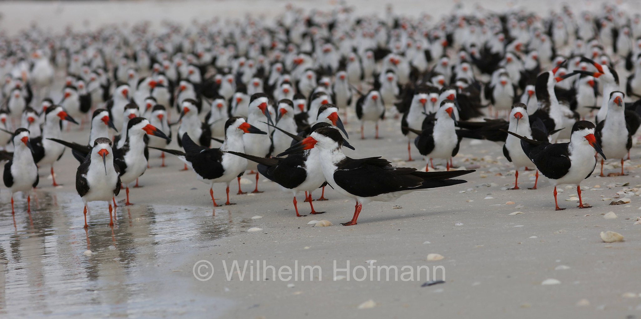 Rynchops niger niger, black skimmer, Amerikascherenschnabel, Amerikanischer Scherenschnabel, Schwarzmantel-Scherenschnabel, becco a cesoia americano, becco a forbice americano, Lovers Key Beach, Lovers Key State Park, Florida, USA