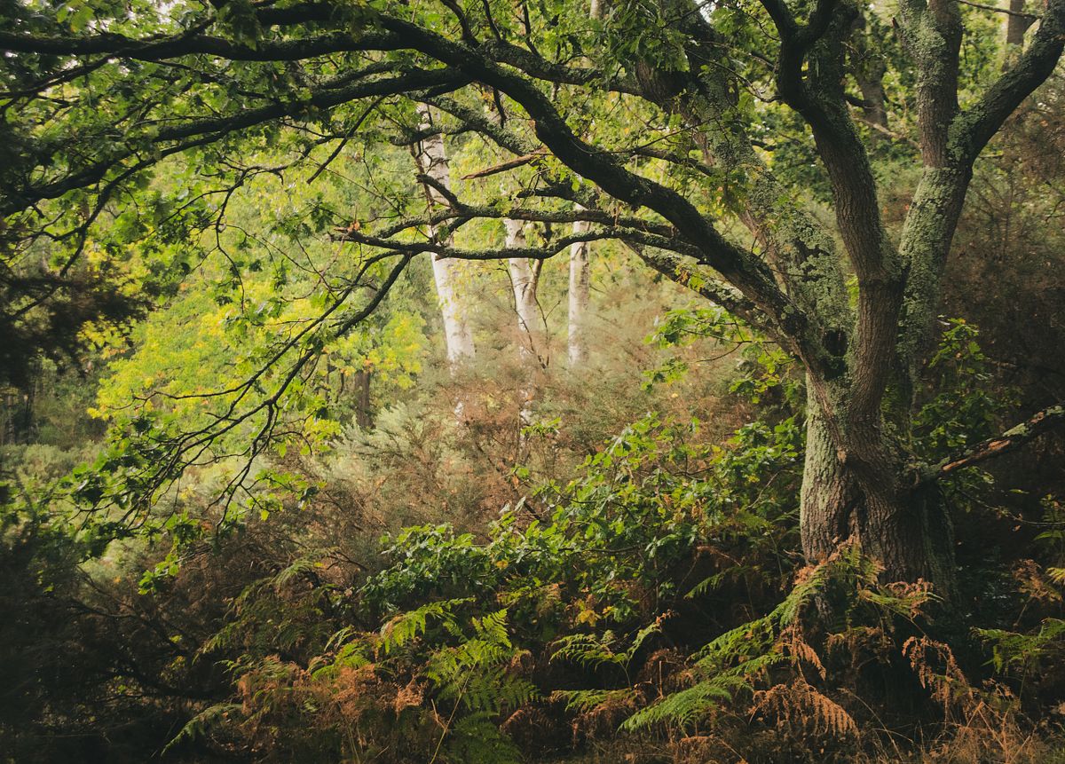 A quiet woodland scene in Norwich, autumn photography