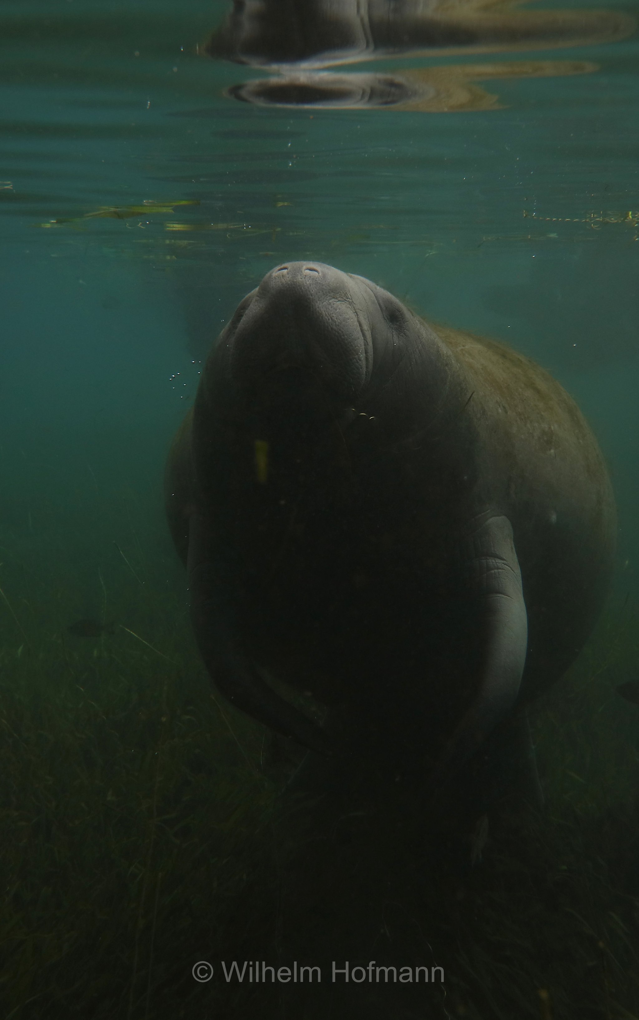 Trichechus manatus latirostris, Florida manatee, Florida-Seekuh, Florida-Manati, lamantino della Florida, manato della Florida, Crystal River, Kings Bay Park, Florida, USA