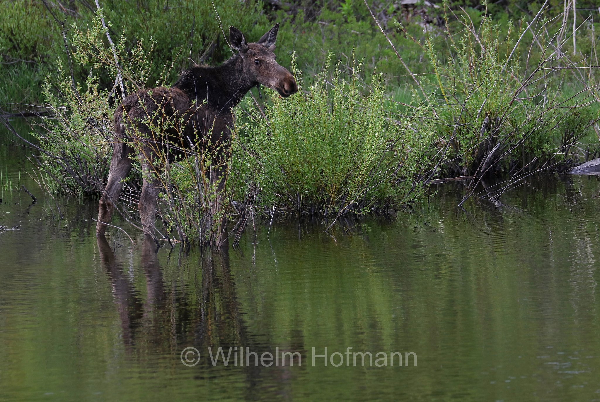 Shiras moose, Wyoming moose, Yellowstone moose, Yellowstone-Elch, Shiraz-Elch, Wyoming-Elch, alce di Shiras, Alces alces shirasi, Taggart Creek, Grand Teton National Park, Grand-Teton-Nationalpark, parco nazionale del Grand Teton, Wyoming, USA