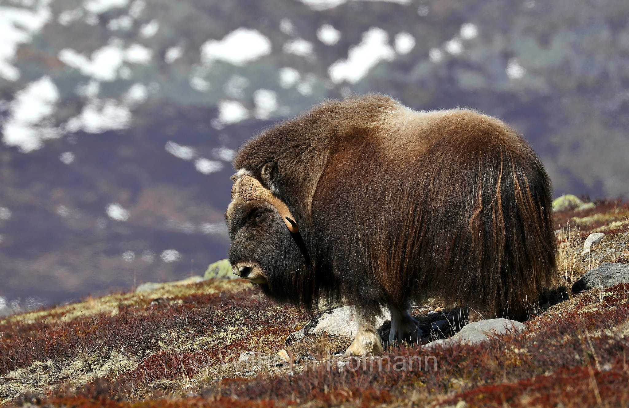 Ovibos moschatus, muskox, Moschusochse, Bisamochse, Schafsochse, bue muschiato, Dovrefjell–Sunndalsfjella National Park, Dovrefjell-Sunndalsfjella-Nationalpark, parco nazionale Dovrefjell-Sunndalsfjella, Norway, Norwegen, Norvegia