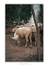 THE ONE - WILDLIFE & NATURE - "Watching from Behind" - LIMITED EDITION 5 of 5