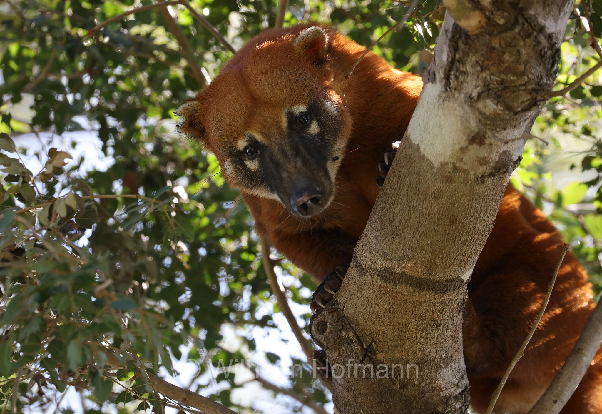 South American coati, ring-tailed coati, brown-nosed coati, Südamerikanischer Nasenbär, coati rosso, nasua rosso, Nasua nasua, Pantanal, Mato Grosso, Brazil, Brasil, Brasile, Brasilien