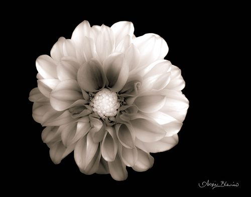 Bloom Light - Meg