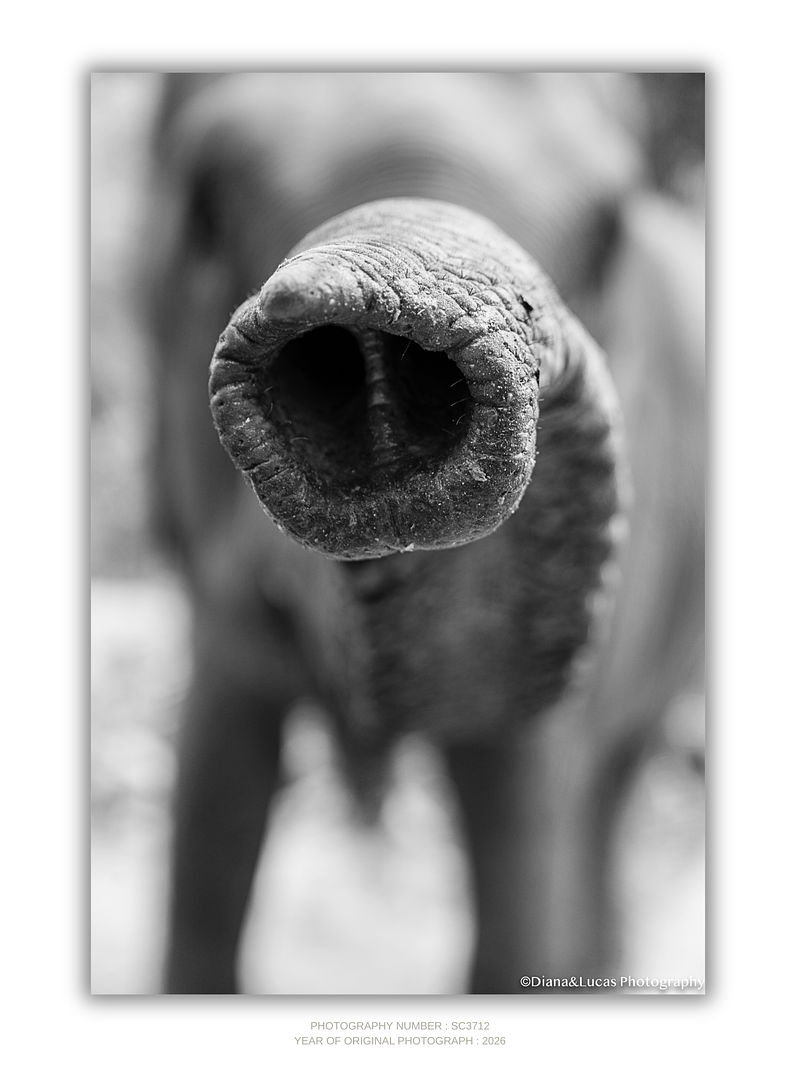 COLLECTION - GIANTS OF THE LAND VERTICAL - "The Tip" - LIMITED EDITION 10 of 10