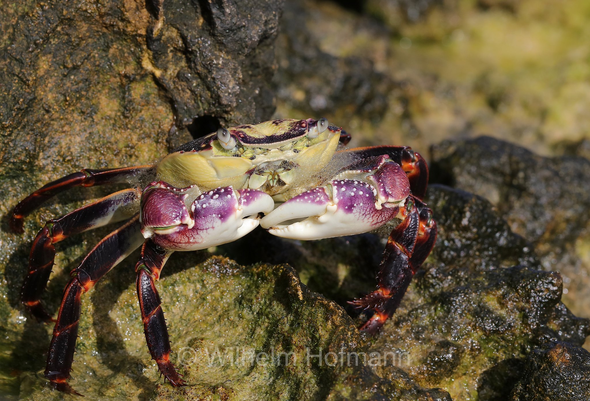 Leptograpsus variegatus, purple rock crab, Lila Felsenkrabbe, granchio viola delle rocci, Cape Peron, Point Peron, Western Australia, Westaustralien, Australia Occidentale, Australia, Australien