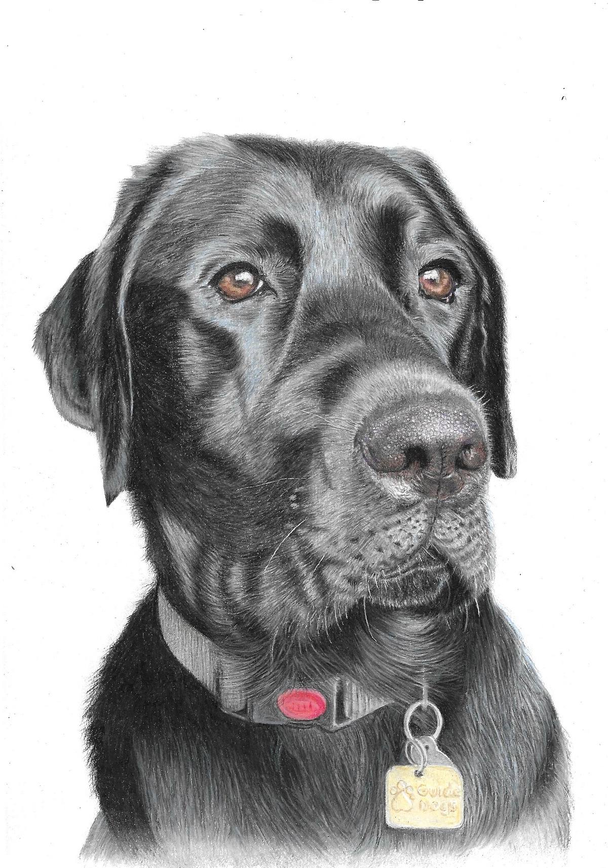 Black Labrador Pet Portrait