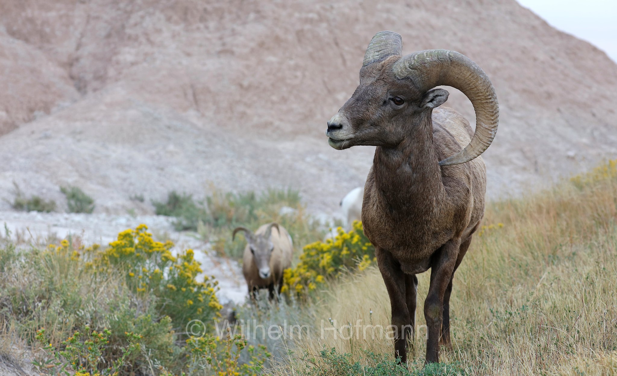 Ovis canadensis canadensis, Rocky Mountain bighorn sheep, Rocky-Mountains-Dickhornschaf, bighorn delle Montagne Rocciose, Ancient Hunters Overlook, Badlands National Park, Badlands-Nationalpark, parco nazionale delle Badlands, South Dakota, Dakota del Sud, USA