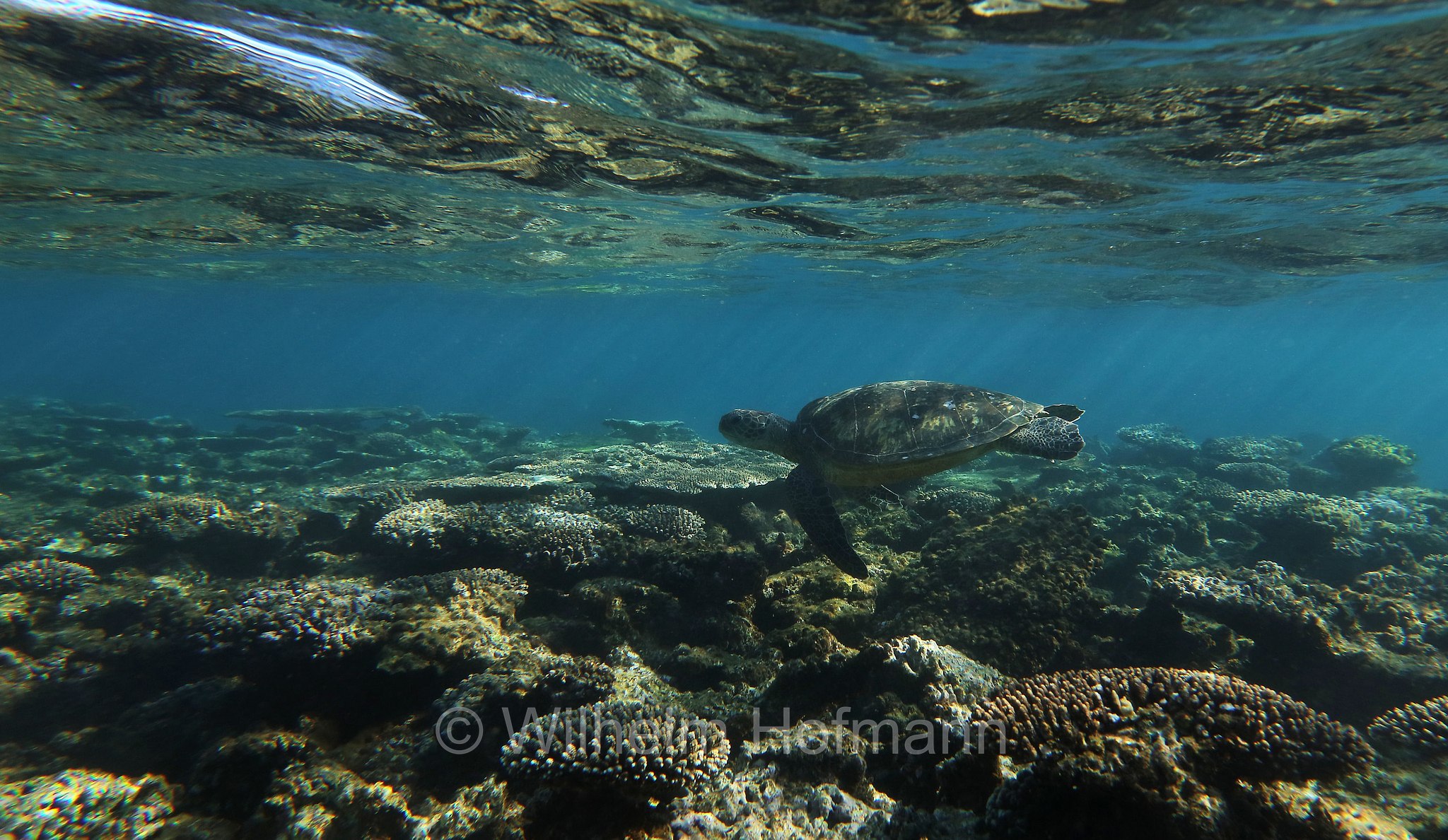 Chelonia mydas, green sea turtle, green turtle, black sea turtle, Pacific green turtle, Grüne Meeresschildkröte, tartaruga verde, Ningaloo Reef, Ningaloo Coast, Ningaloo Marine Park, Ningaloo Commonwealth Marine Reserve, Costa di Ningaloo, Western Australia, Westaustralien, Australia Occidentale, Australia, Australien