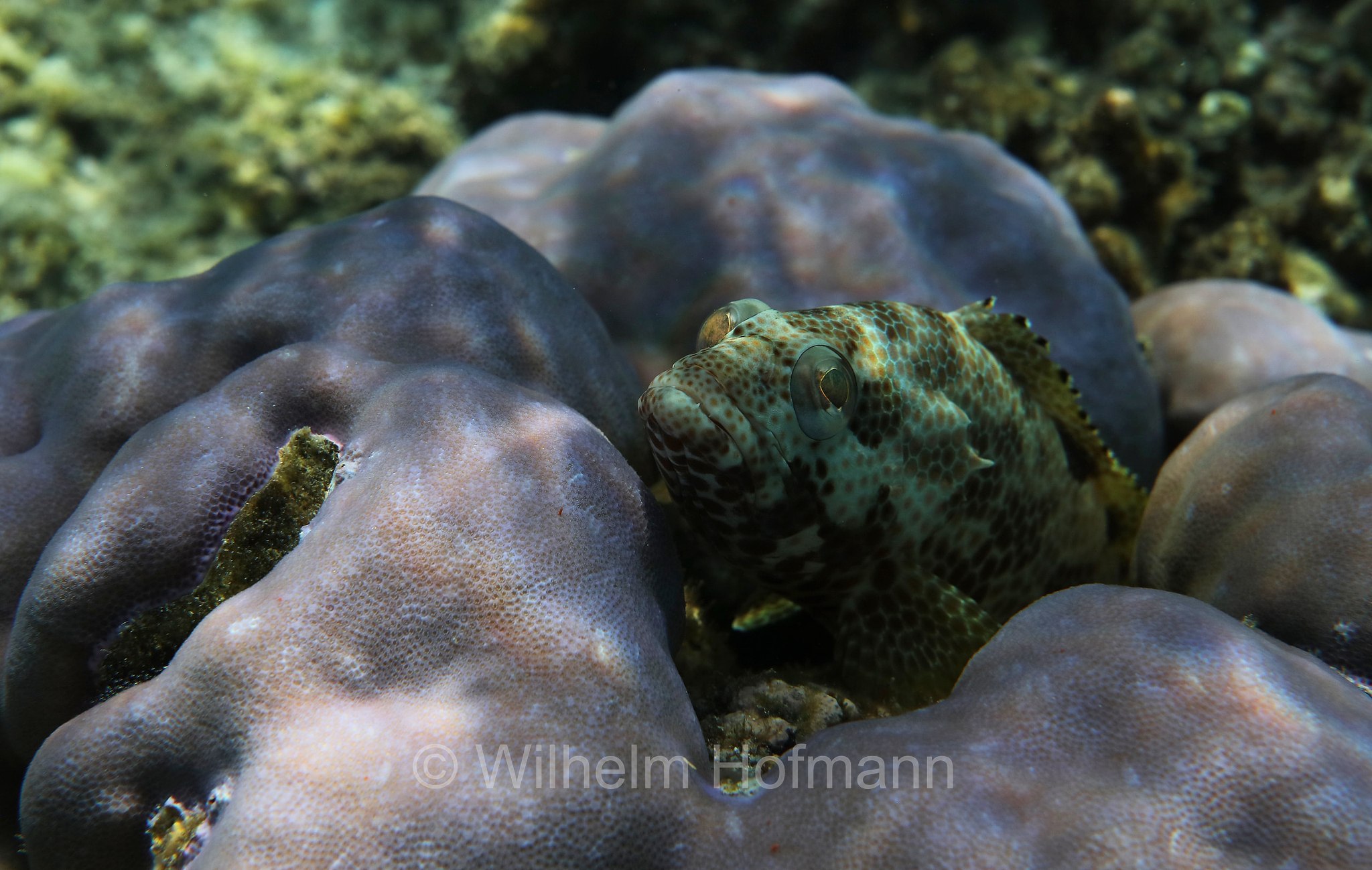 foursaddle grouper, spotty cod, Vierfleck-Wabenbarsch, cernia dalle quattro selle, Epinephelus spilotoceps, Malediven, Maldives, Maledive, fihalhohi island resort
