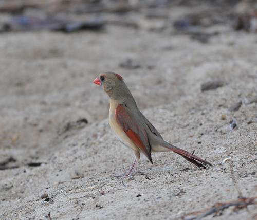 bird