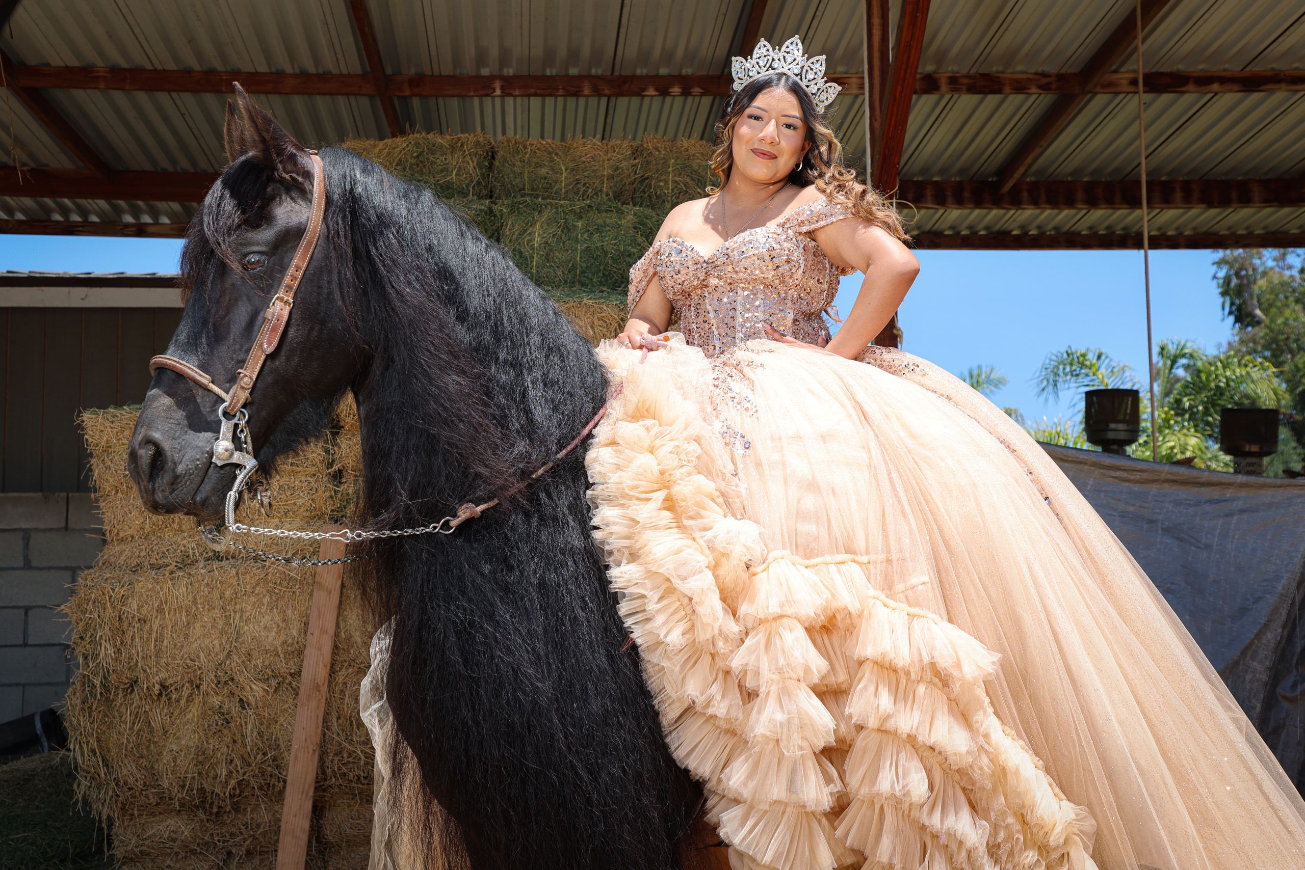 #12 horse quince