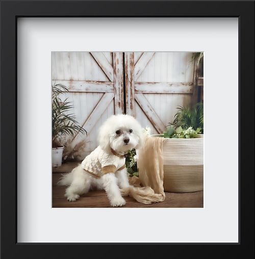 Pet Photography