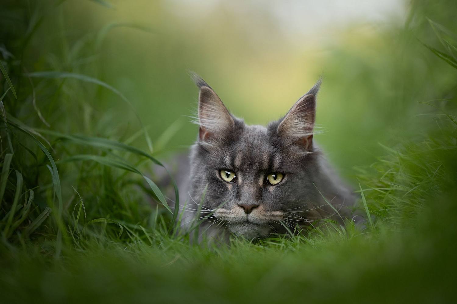 NLS Dierenfotografie