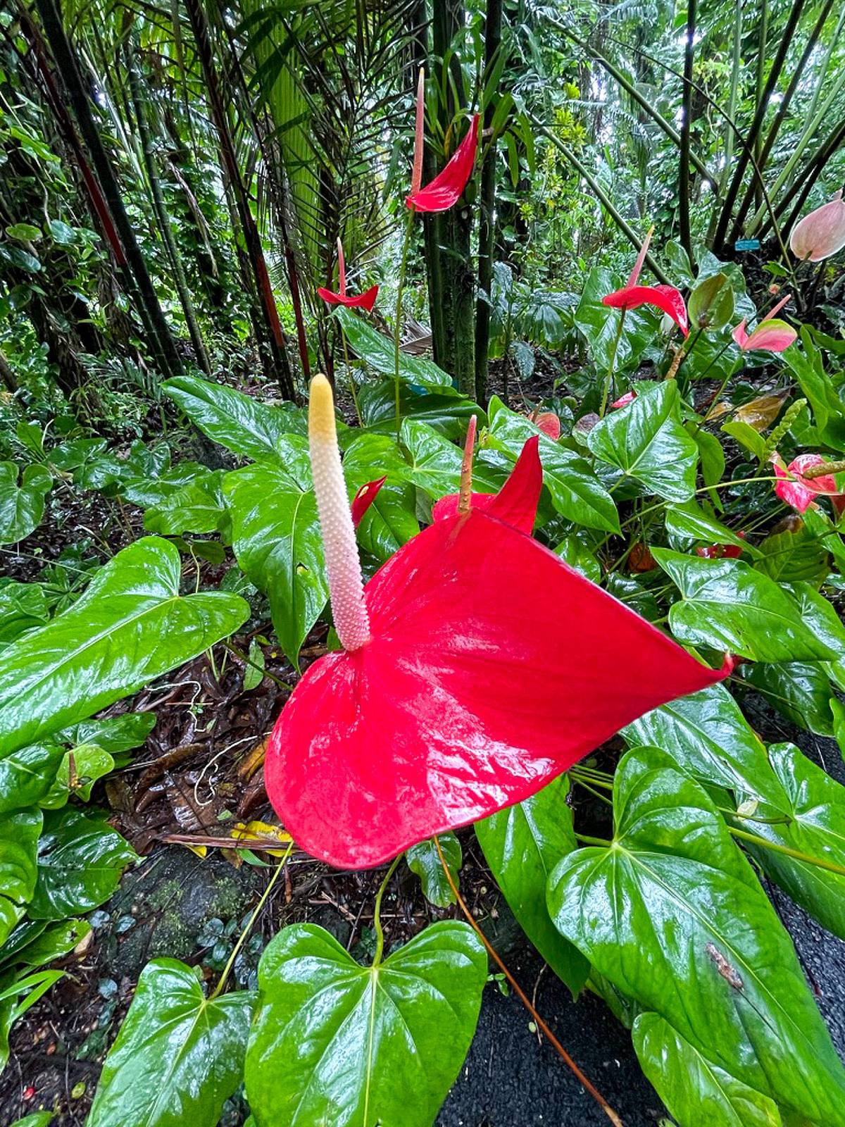 Flamingo Lily in Tropical Rain