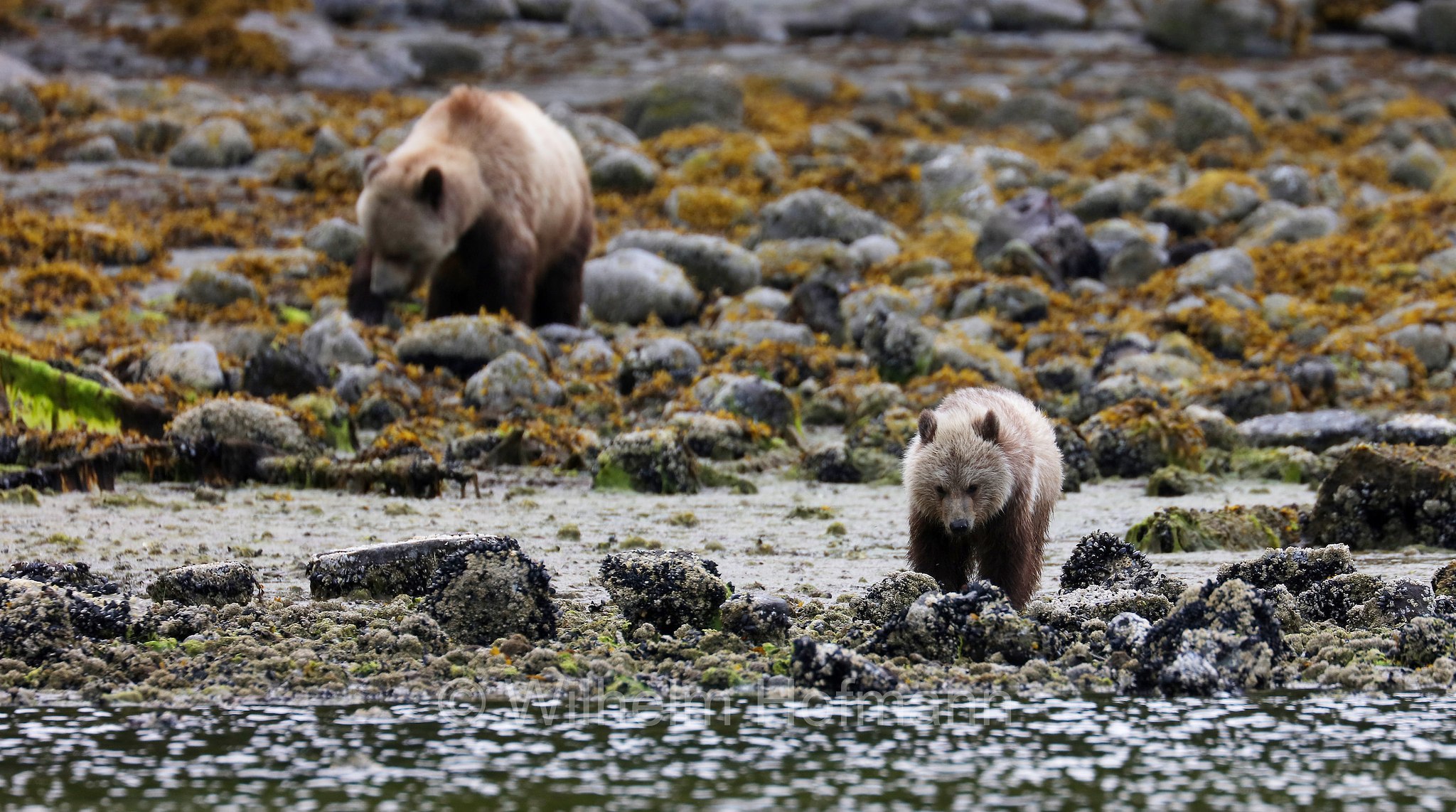 Ursus arctos horribilis, grizzly bear, grizzly, North American brown bear, Grizzlybär, Graubär, orso grizzly, grizzly, orso grigio, Knight Inlet, Glendale Cove, British Columbia, Columbia Britannica, Canada, Kanada