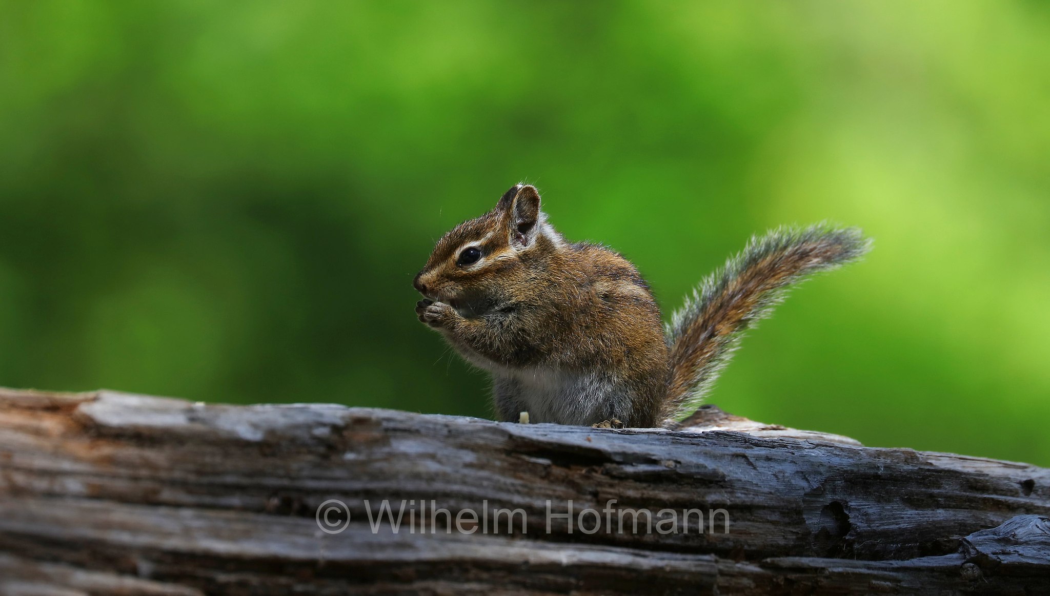 Neotamias townsendii, Tamias townsendii, Townsend's chipmunk, Townsend-Streifenhörnchen, tamia di Townsend, scoiattolo striato di Townsend, Lost Lake Campground, Mount Hood National Forest, Oregon, USA