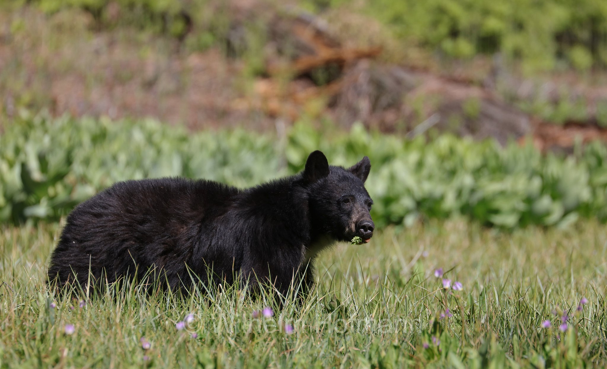 Ursus americanus, American black bear, black bear, Amerikanischer Schwarzbär, Baribal, orso nero, baribal, Crescent Meadow, Sequoia National Park, Sequoia-Nationalpark, Parco nazionale di Sequoia, California, Kalifornien, USA