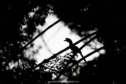 Anthracoceros albirostris - Orienthornvogel