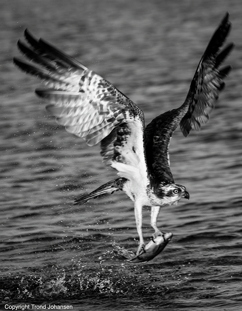 Fiske&oslash;rn i Sarpsborg &ndash; naturfoto og dyreliv