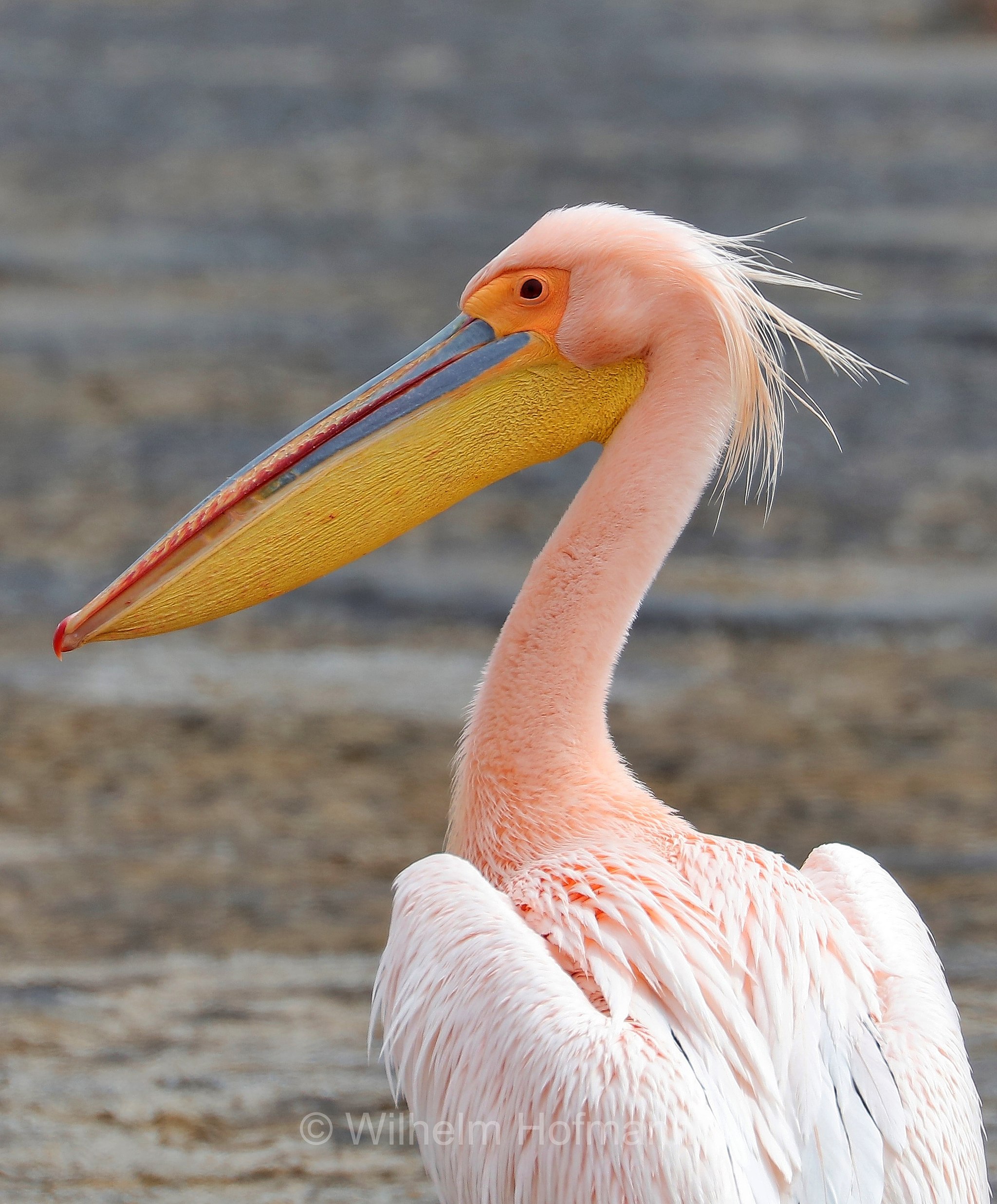 great white pelican, eastern white pelican, rosy pelican, white pelican, Rosapelikan, pellicano bianco maggiore, pellicano bianco comune, pellicano bianco orientale, pellicano rosato, Pelecanus onocrotalus, Walvis Bay Lagoon, Walfischbucht, Walvisbaai, Namibia